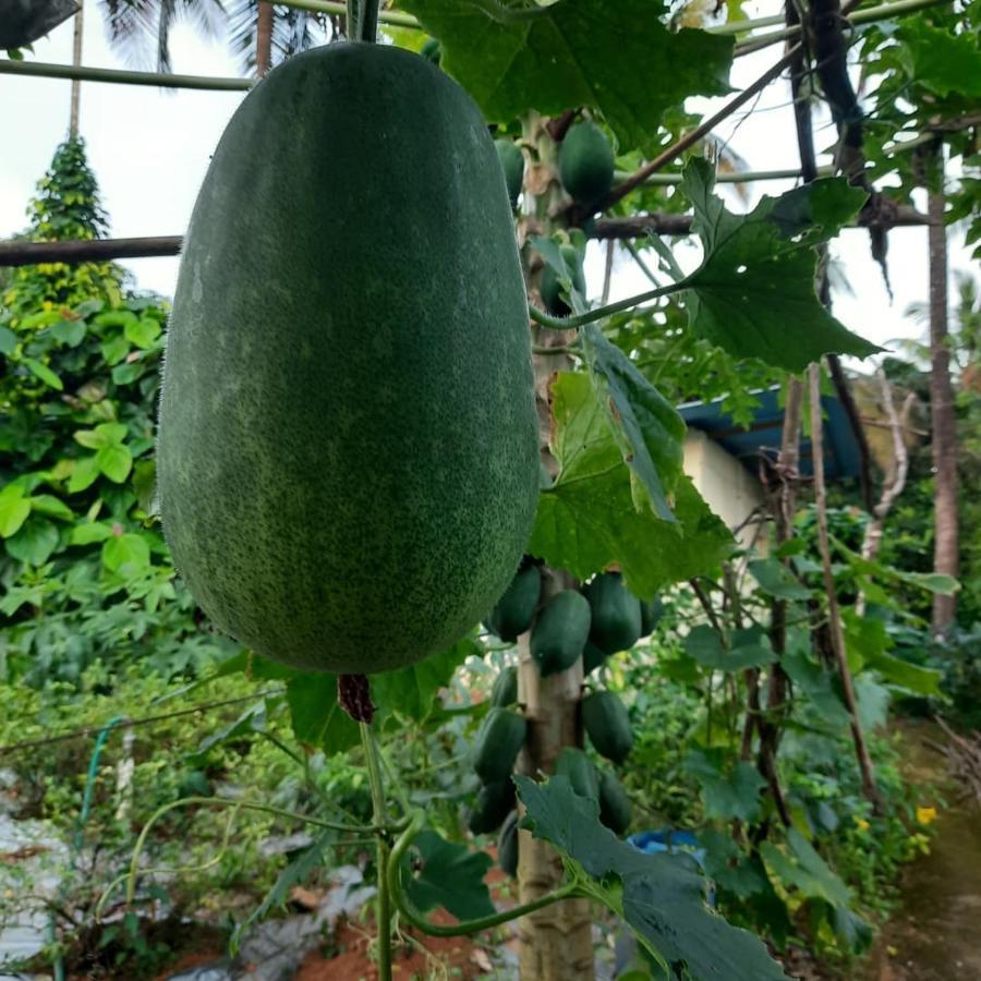 Jasmine Land Homestay 乌杜皮 外观 照片